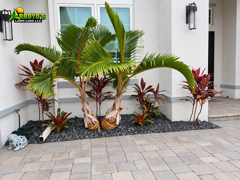 Entry bottle palms and ti plants: bottle palms, red ti plants, and black rock